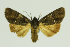 Acronicta rumicis (Linnaeus, 1758)