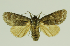 Acronicta euphorbiae (Denis & Schiffermüller, 1775)