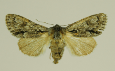 Acronicta auricoma (Denis & Schiffermüller, 1775)