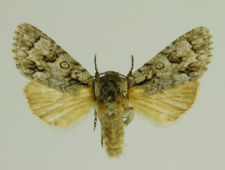 Acronicta auricoma (Denis & Schiffermüller, 1775)