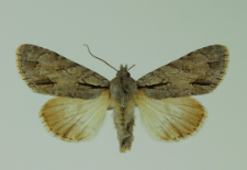 Acronicta tridens (Denis & Schiffermüller, 1775)