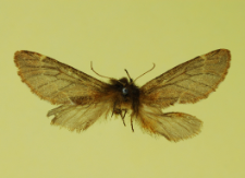 Ptilophora plumigera (Denis & Schiffermüller, 1775)