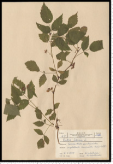 Rubus idaeus L.