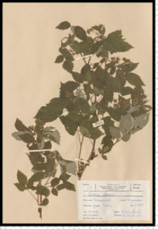 Rubus idaeus L.