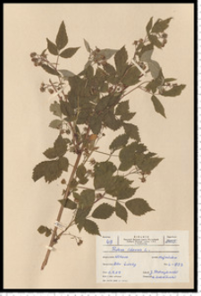 Rubus idaeus L.