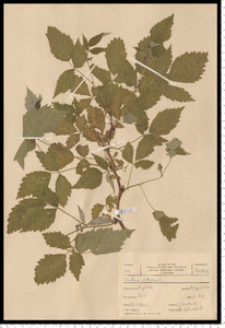 Rubus idaeus L.