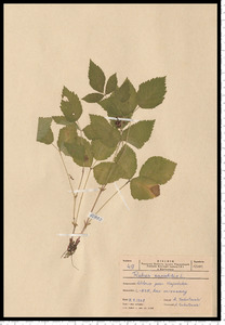 Rubus saxatilis L.