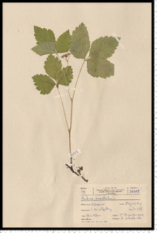 Rubus saxatilis L.