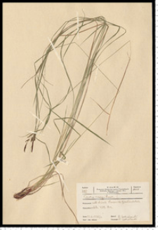 Carex cespitosa L.