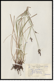 Carex cespitosa L.