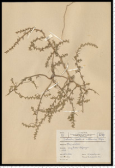Salsola kali L. subsp. ruthenica (Iljin) Soó