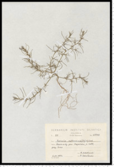 Salsola kali L. subsp. ruthenica (Iljin) Soó