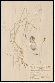 Carex spicata Huds.