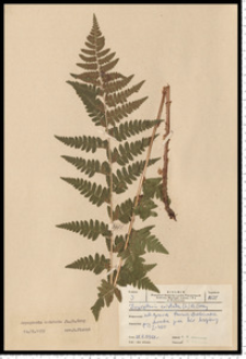 Dryopteris cristata (L.) A. Gray