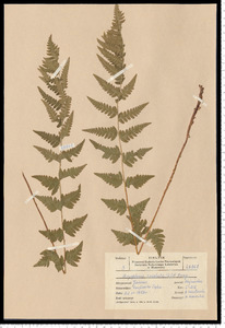 Dryopteris cristata (L.) A. Gray