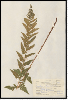 Dryopteris cristata (L.) A. Gray