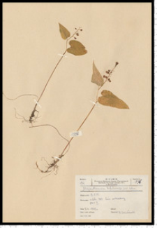 Maianthemum bifolium (L.) F. W. Schmidt