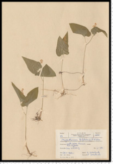 Maianthemum bifolium (L.) F. W. Schmidt