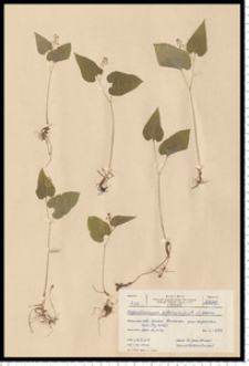 Maianthemum bifolium (L.) F. W. Schmidt