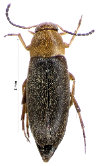 Anaspis thoracica (Linnaeus, 1758)
