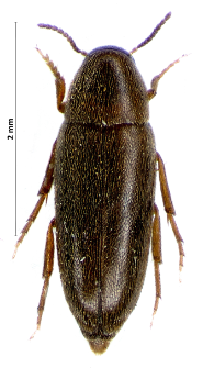 Scraptia fuscula P. W.J. Muller, 1821