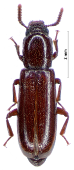 Corticeus unicolor (Piller et Mitterpacher, 1783)