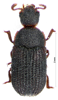Eledona agricola (Herbst, 1783)