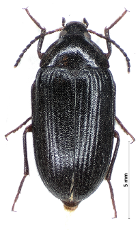 Hymenalia rufipes (Fabricius, 1792)