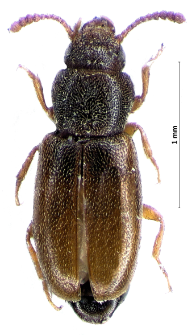 Myrmechixenus subterraneus Chevrolat, 1835