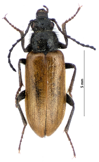 Omophlus betulae (Herbst, 1783)