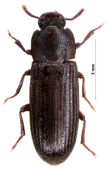 Tribolium confusum Jacquelin du Val, 1861
