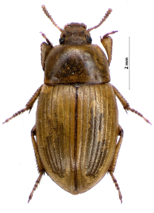 Phaleria cadaverina (Fabricius, 1792)