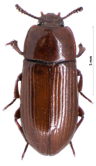 Uloma culinaris (Linnaeus, 1758)