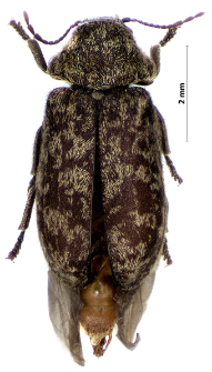 Xestobium rufovillosum (DeGeer, 1774)