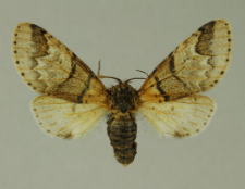 Furcula bifida (Brahm, 1787)