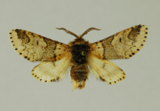 Furcula furcula (Clerck, 1759)