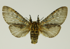 Cerura vinula (Linnaeus, 1758)