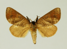 Clostera anastomosis (Linnaeus, 1758)