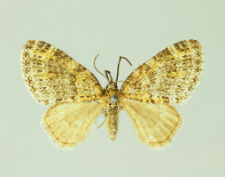 Acasis appensata (Eversmann, 1842)