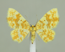 Hydrelia flammeolaria (Hufnagel, 1767)