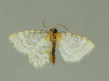 Asthena albulata (Hufnagel, 1767)