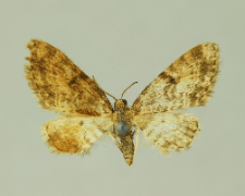 Eupithecia tantillaria Boisduval, 1840