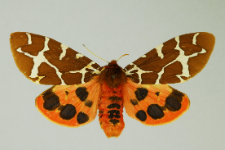 Arctia caja (Linnaeus, 1758)