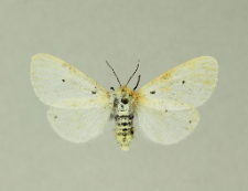 Diaphora mendica (Clerck, 1759)