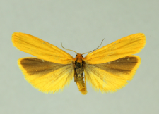 Eilema lutarella (Linnaeus, 1758)