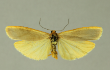 Eilema complana (Linnaeus, 1758)