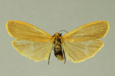 Eilema depressa (Esper, 1787)