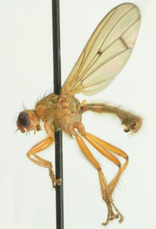 Scathophaga suilla (Fabricius, 1794)
