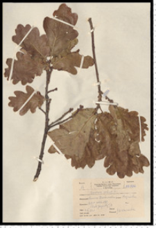 Quercus robur L.