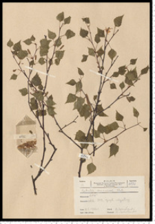 Betula pendula Roth